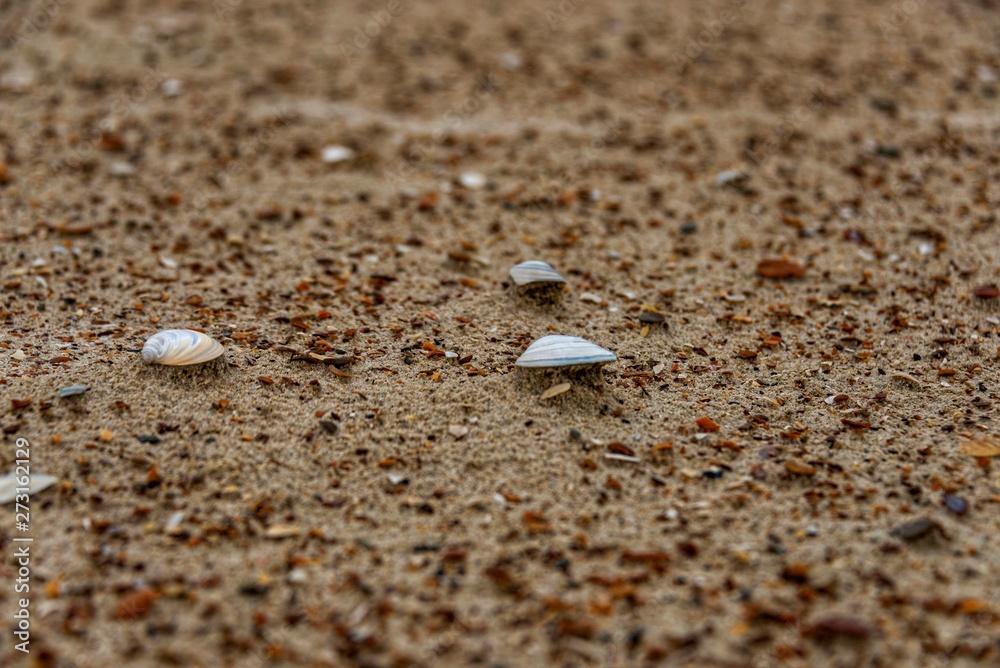sea shell on the beach sea shell on the beach