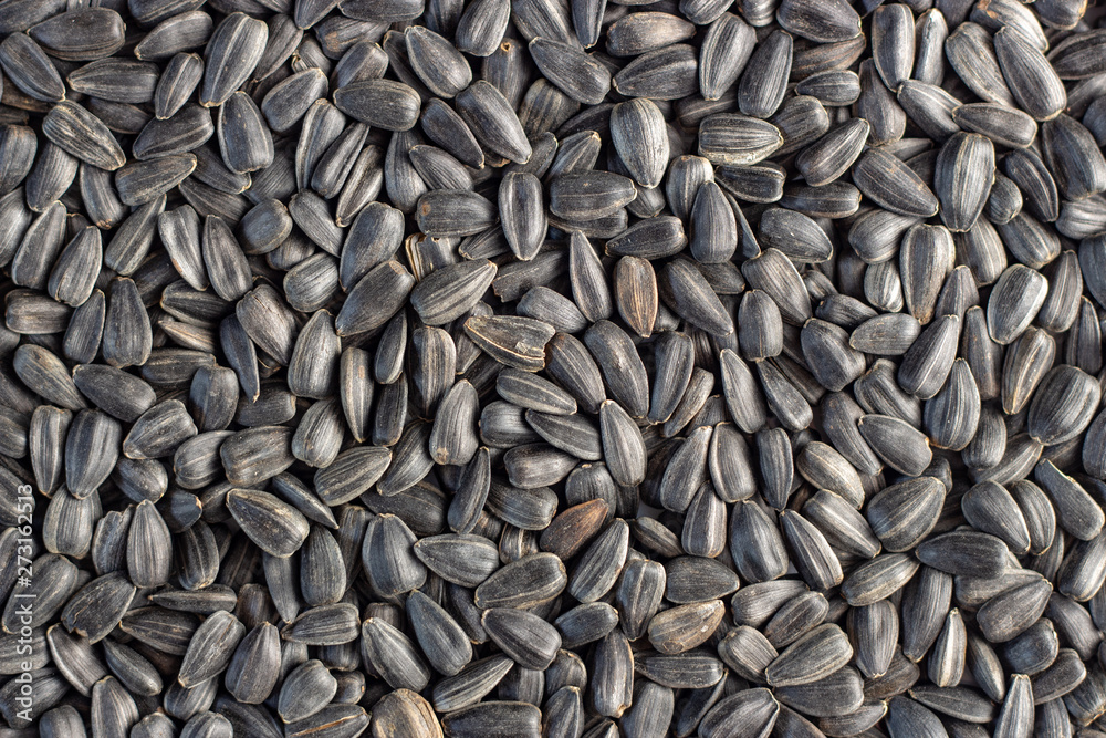 Sunflower seeds, back ground or texture, high detail Sunflower seeds, back ground or texture, high detail