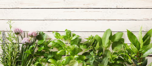 Panorama banner with mixed fresh herbs