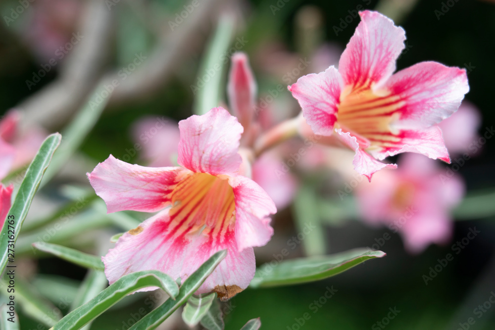 Fototapeta premium Impala Lily, Pink Bignonia