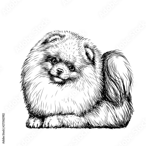 Pomeranian / small German spitz dog. Sticker on the wall in the form of a graphic hand-drawn sketch of a dog portrait.