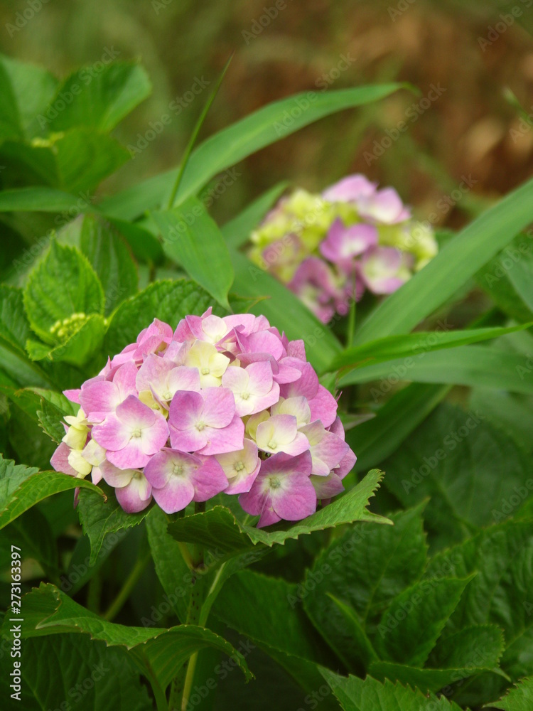 Fototapeta premium 紫陽花咲く風景