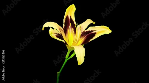 Timelapse of two yellow red daylily flowers blooming and fading on black background