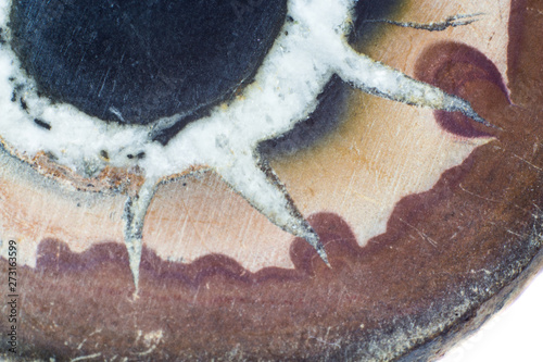 Close up shoot of natural mineral septaria with marks of polish photo