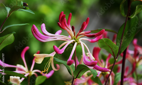 Bright bloom of honeysuckle photo