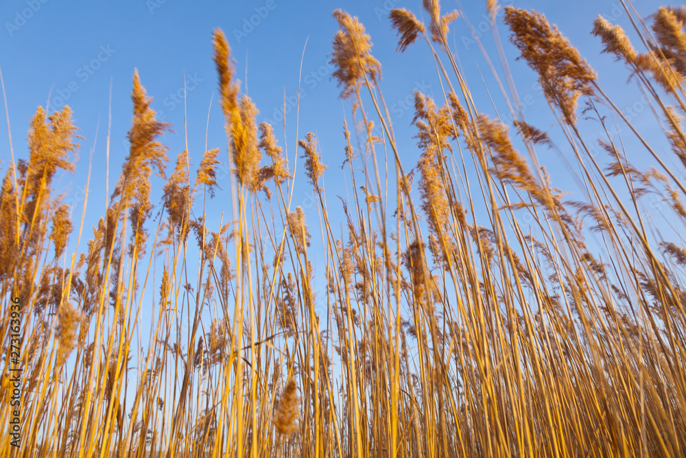 Fototapeta premium Lake of Pitillas Nature Reserve, Navarra, Spain, Europe