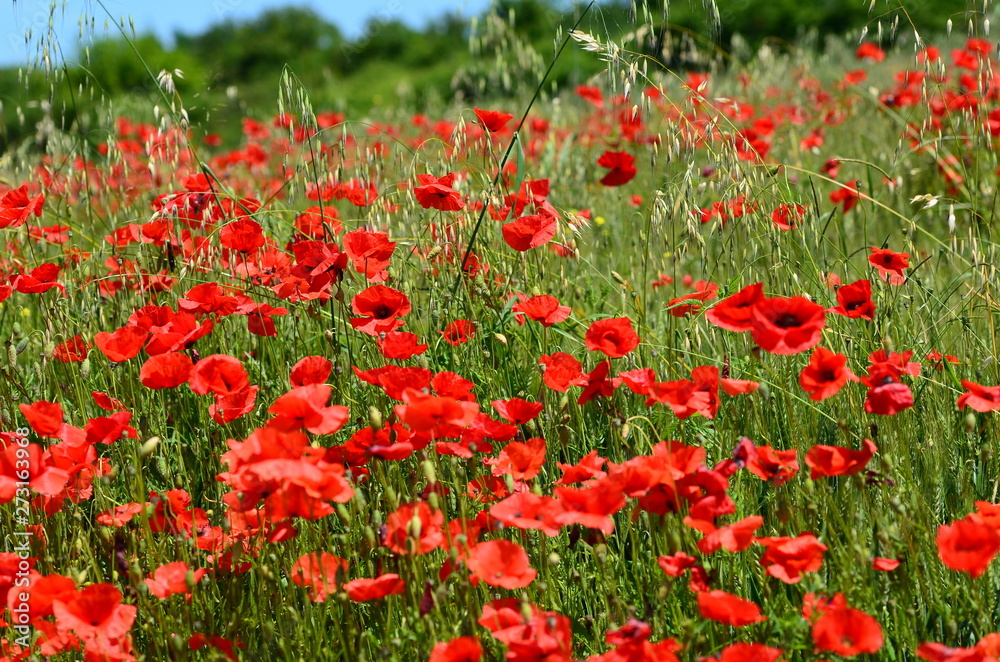 Beautiful field of red poppies near Pienza in Tuscany. Italy.