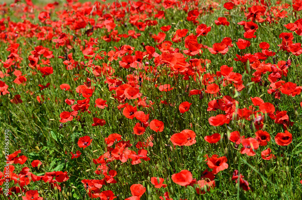 Beautiful field of red poppies near Pienza in Tuscany. Italy.