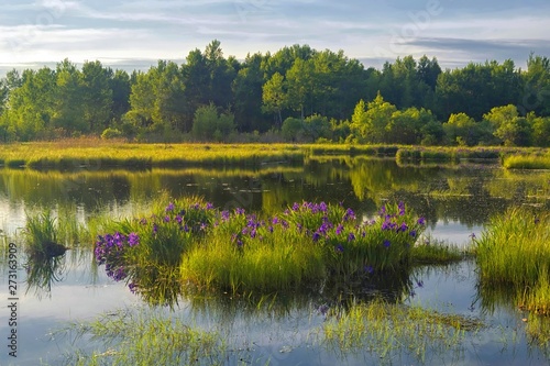 Evening Zen on the iris lake. Red-listed iris laevigata blossom. Khabarovsk region, far East, Russia