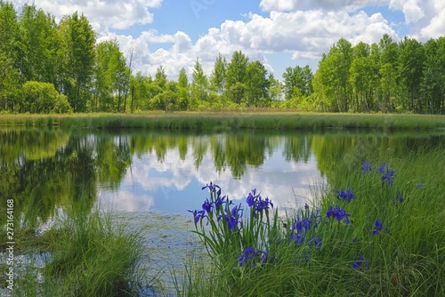 Wild irises ( Iris laevigata ) blossom on the taiga lake. Khabarovsk region, far East, Russia.