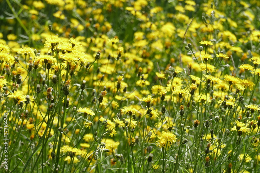Blumenwiese mit gelben Löwenzahnblumen
