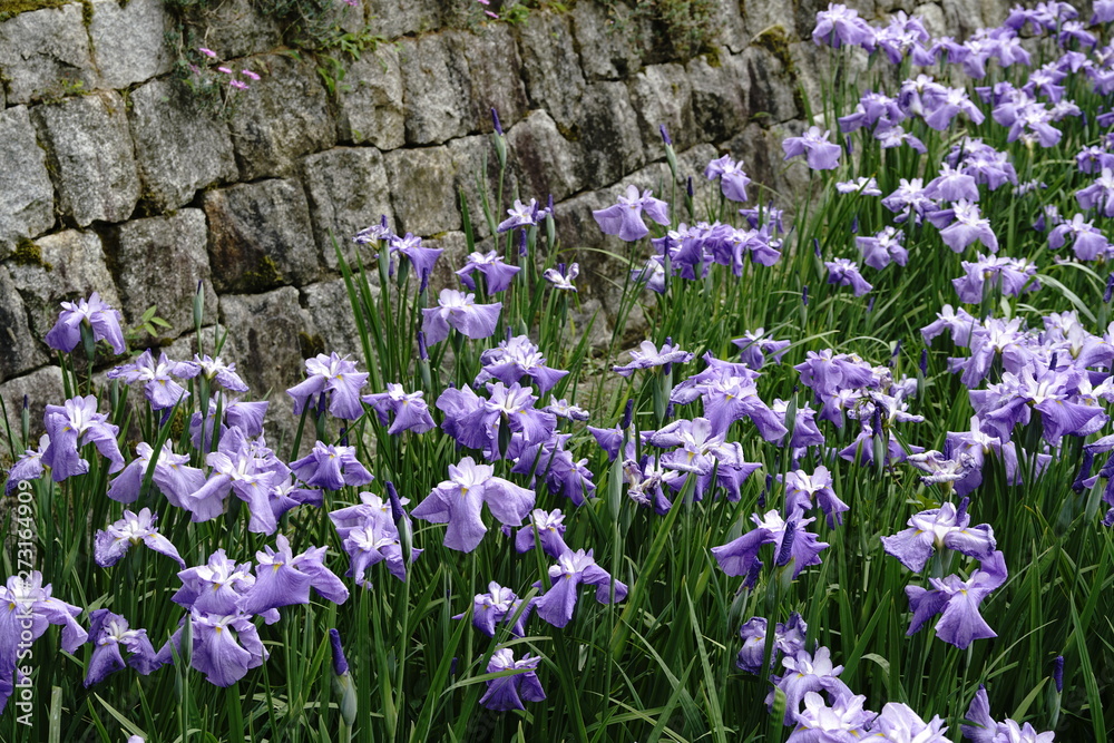 Obraz premium 菖蒲の花満開
