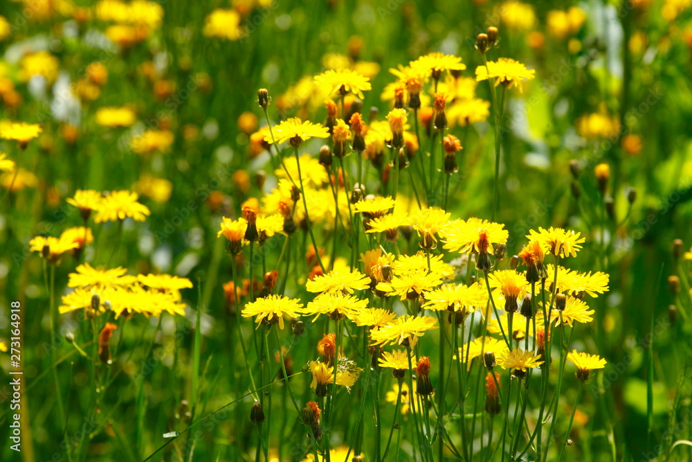 Fototapeta premium Blumenwiese mit gelben Löwenzahnblumen