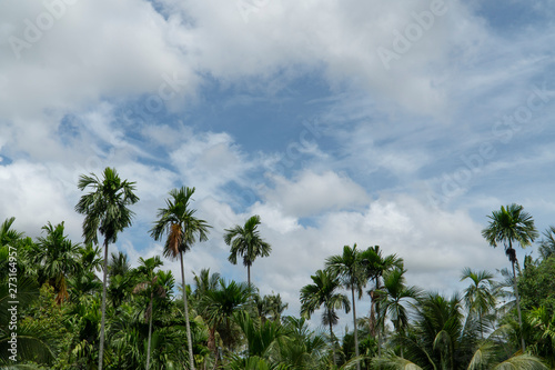 Garden and sky