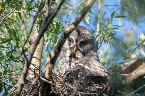 Portrait of bearded owl (strip nebulosa) on the nest high in the trees. Summertime. Animal world. A bird hatching eggs in natural habitat
