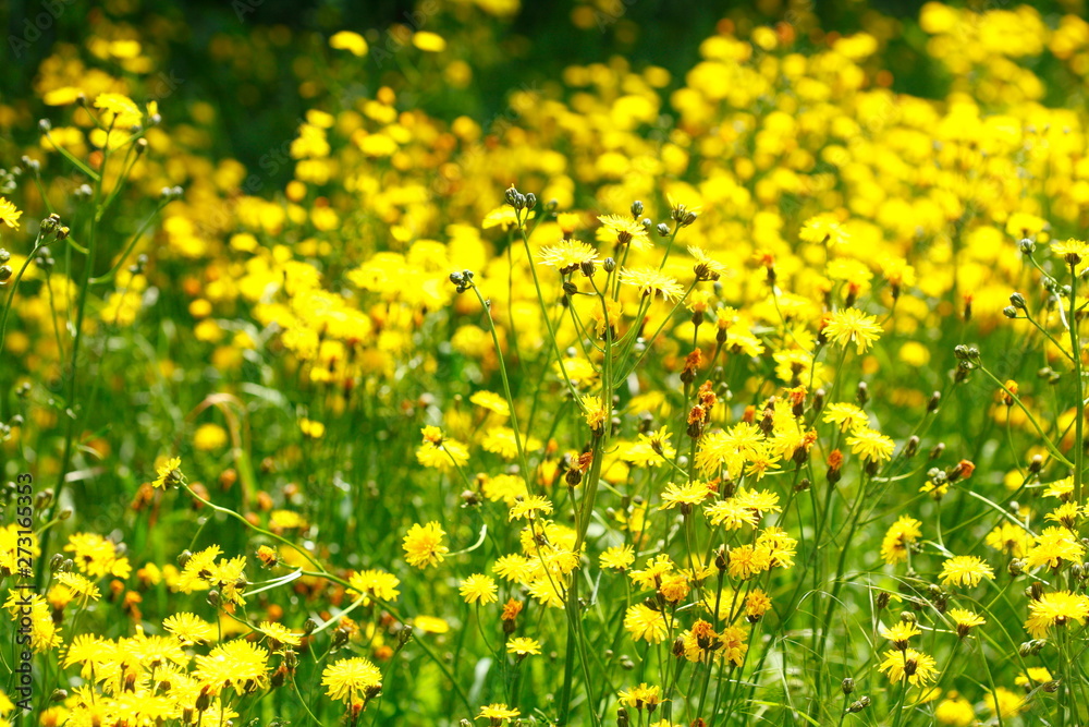 Löwenzahnblüte Löwenzahnblüte