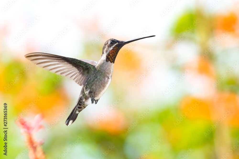 Fototapeta premium A Long-billed Starthroat hovering in a tropical garden.