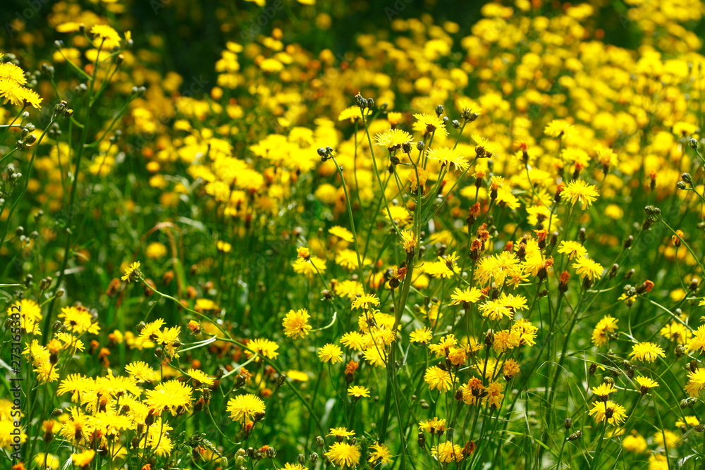 Blumenwiese mit gelben Löwenzahnblumen