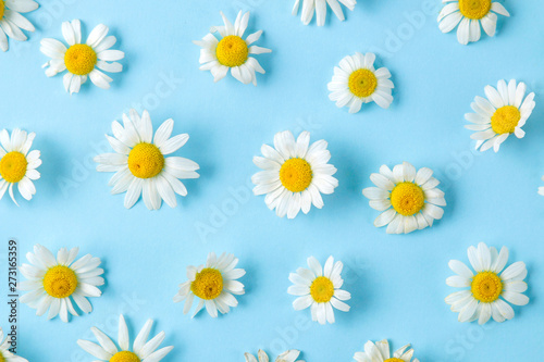 Chamomile. Medicinal little chamomile flowers on a gentle light blue background. background of flowers. top view © MK studio