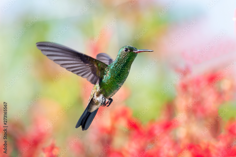 Fototapeta premium A green Copper-rumped Hummingbird, Amazilia tobaci, hovers in a tropical garden with red flowers in the background.