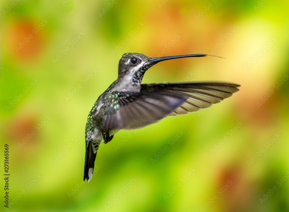 Fototapeta premium A female Long-billed Starthroat hovering in a tropical garden.