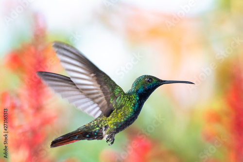 Beautiful glittering male Black-throated Mango hummingbird, Anthracothorax nigricollis, hovering in a garden with a colorful blurred background.