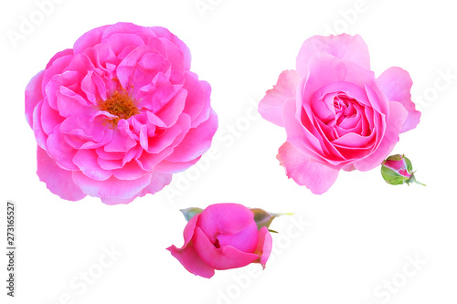 Set of bright pink roses floribunda isolated.
