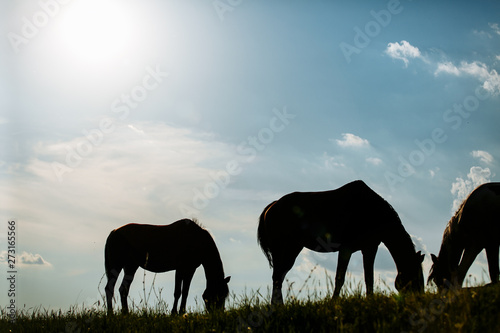 Three horses grazing in a field at sunrise © matilda553