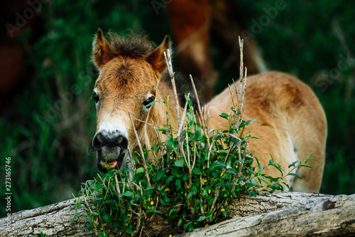 Brown Horse in the forest, scratching head using a log. Horse has a thick coat of fur. photo