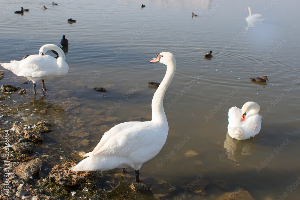 Group of white swans and ducks swimming on the dirty lake in polluted water. Environmental protection. Group of white swans and ducks swimming on the dirty lake in polluted water. Environmental protection.