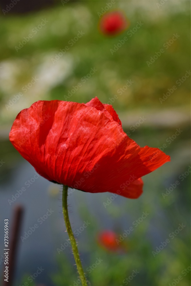 Naklejka premium red poppy in a field