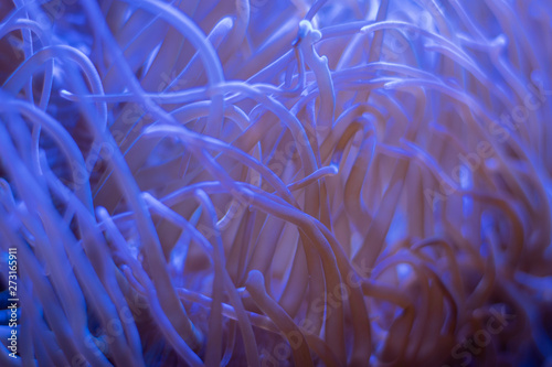 Corals in underwater tropical sea