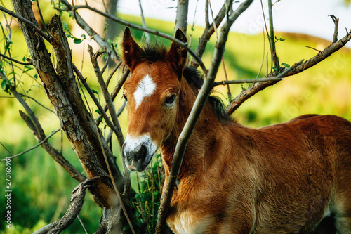 Brown Horse in the forest, scratching head using a log. Horse has a thick coat of fur. photo