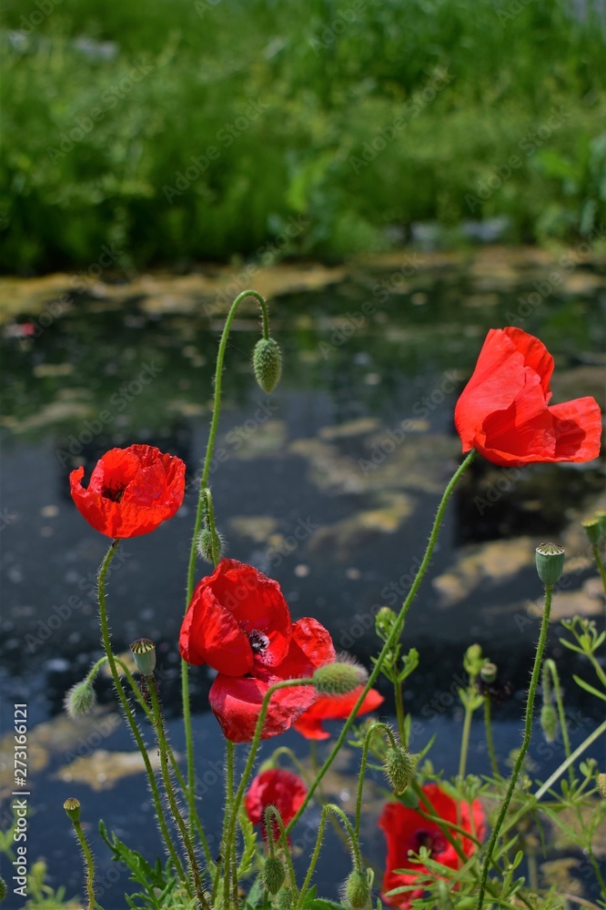 Naklejka premium poppy field of poppies