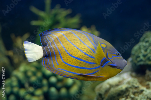  Marine Fish photo