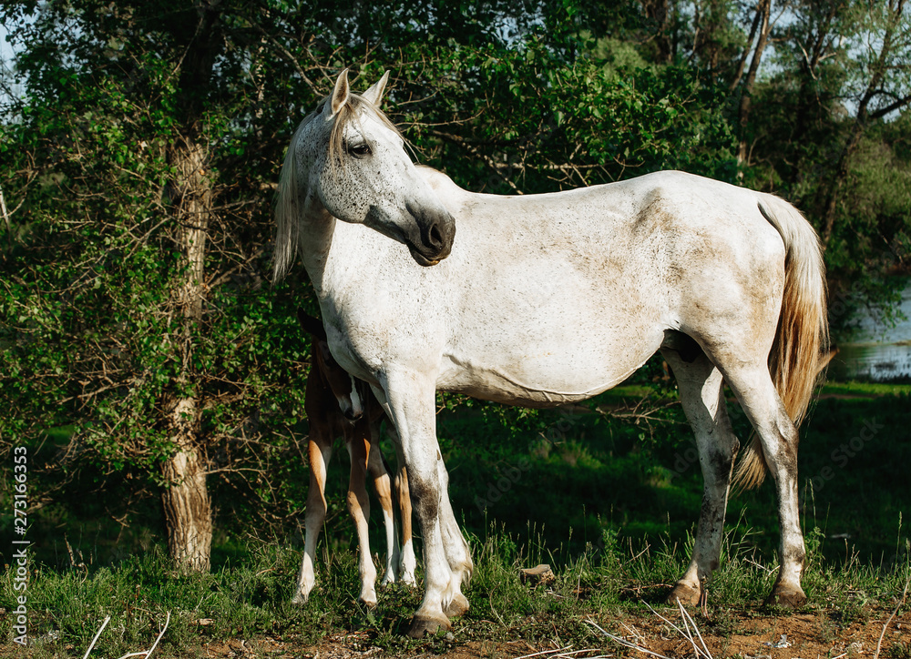Bay mare standing with foal in summer field Bay mare standing with foal in summer field