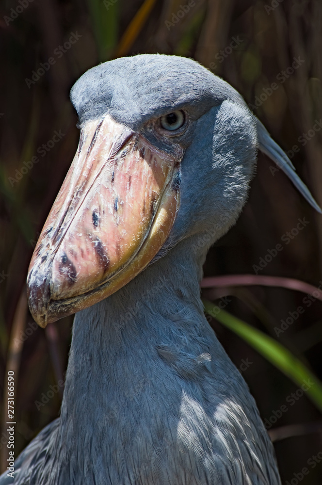 Obraz premium Shoebill