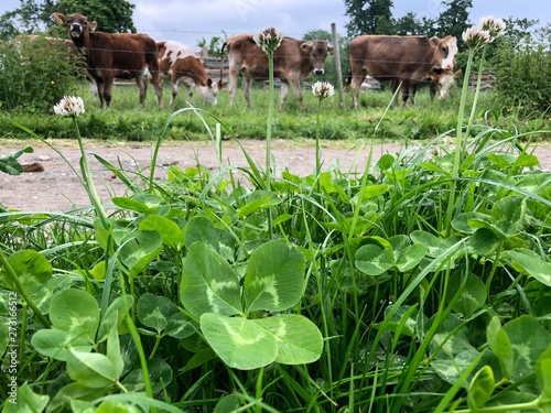 Vierblättriges Kleeblatt in einer Wiese