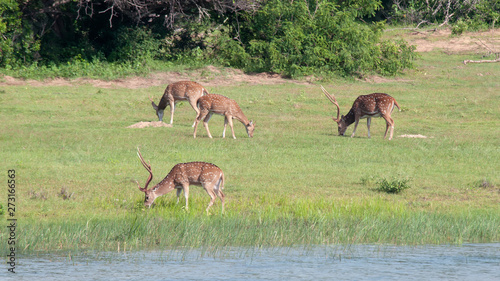 Spotted deers in a national Park of Sri Lanka