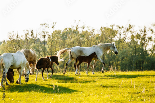 Herd of Horses Back to the Pasture in the Countryside. Herd. Evening.