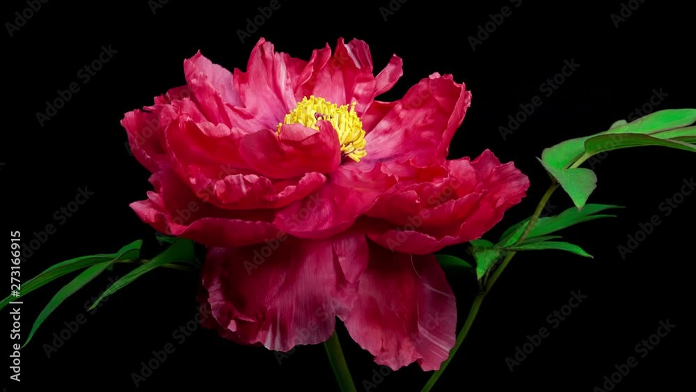 Timelapse of pink peony Shima Nishiki flower blooming and fading on vlack background Timelapse of pink peony Shima Nishiki flower blooming and fading on vlack background