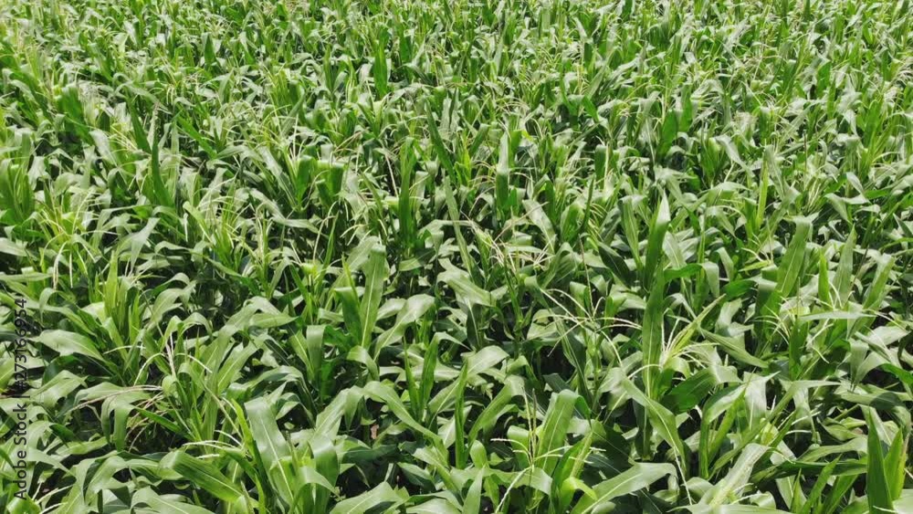 Countryside, flying over the green field of corn, view from height. Countryside, flying over the green field of corn, view from height.