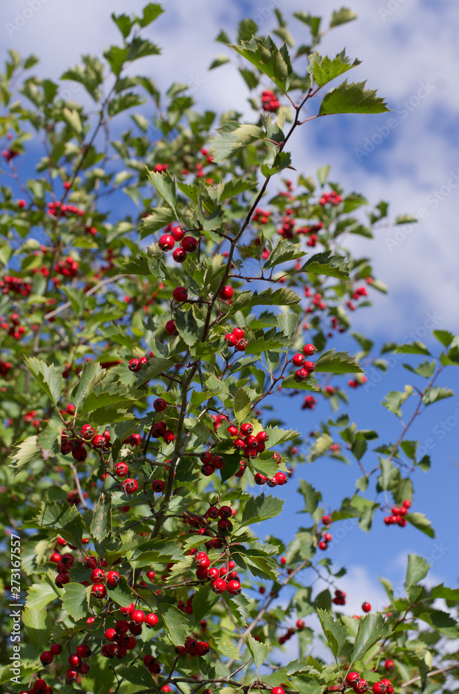 Shrub with many red hawthorn berries and green leaves in the background of the blue sky