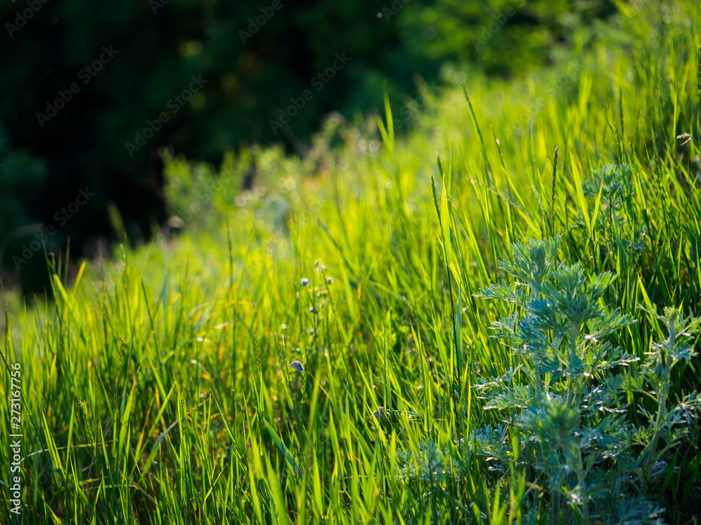 Green grass on blurred background.