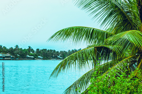 The branches of the palm tree and the sea