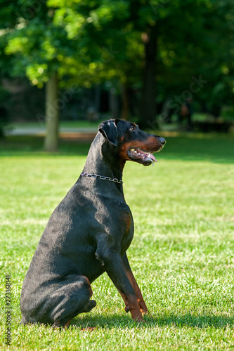 Portait of dobermann sitting in a city park