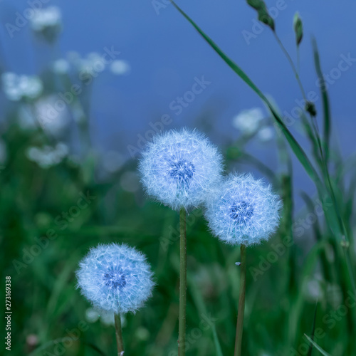 dandelions in the evening light  blue fluffy seeds  three flowers in the evening green grass