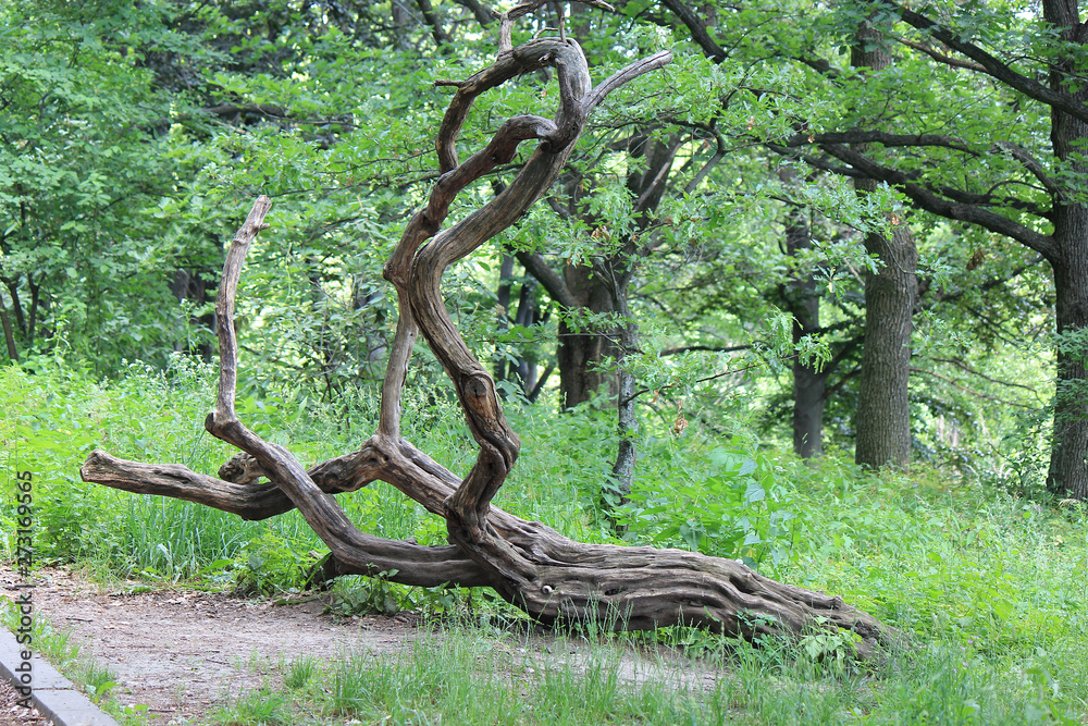 unusual twisted tree in a botanical garden unusual twisted tree in a botanical garden
