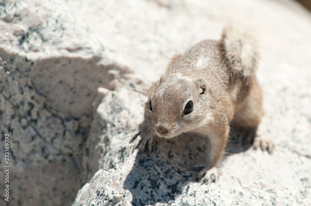 Close up of an inquisitive chipmunk (Tamias striatus) standing in sun on a rock - Image Close up of an inquisitive chipmunk (Tamias striatus) standing in sun on a rock - Image