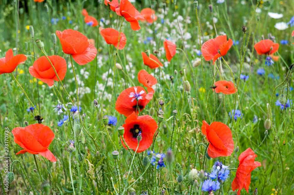 Naklejka premium Sommerwiese mit wilden blumen